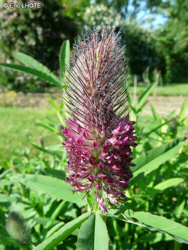 Fabaceae - Trifolium rubens - Tr&egrave;fle rouge