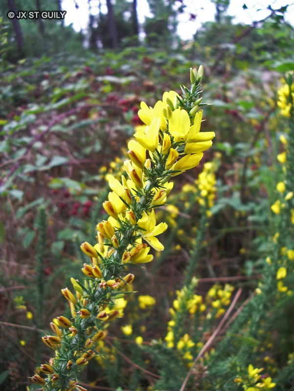  - Ulex europaeus - 
