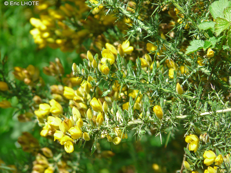  - Ulex europaeus - 