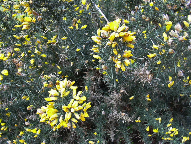 Fabaceae - Ulex europaeus - Ajonc &eacute;pineux, Ajonc d&rsquo;Europe, Grand Ajonc