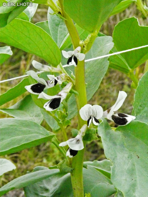 Fabaceae - Vicia faba - F&egrave;ve, F&egrave;ve de Cala, Fayot, F&egrave;ve des marais, F&egrave;ve des champs