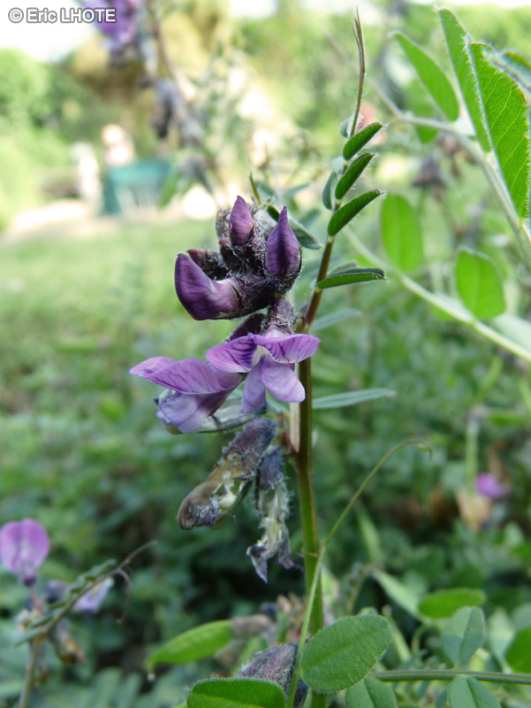  - Vicia sepium - 