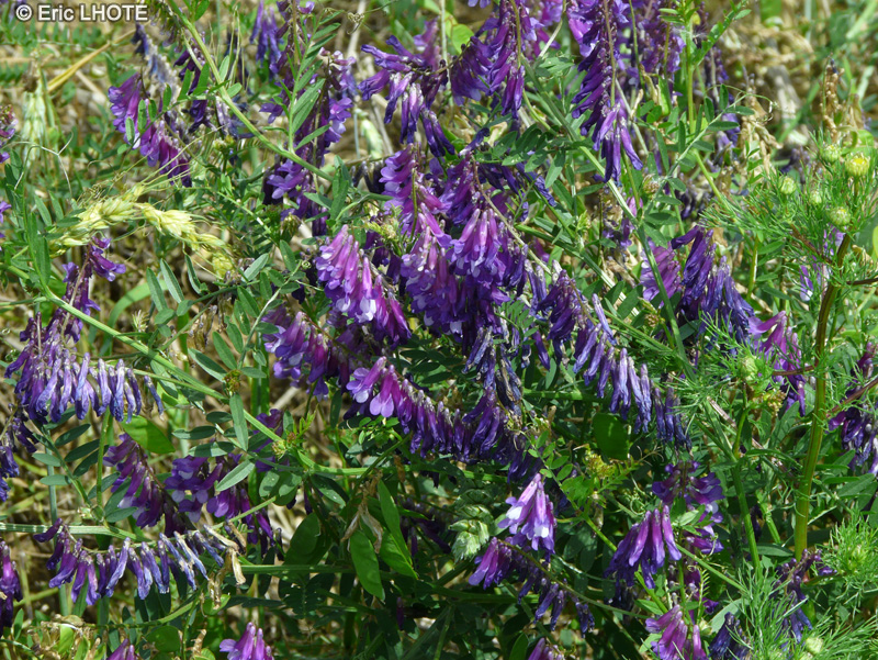  - Vicia villosa - 