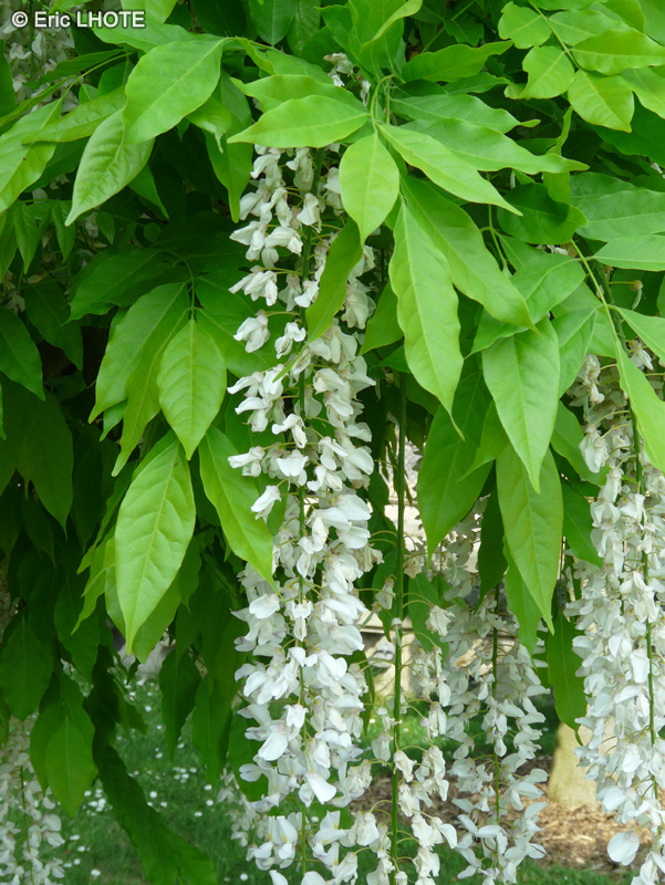  - Wisteria floribunda Alba - 