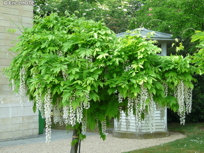 Fabaceae - Wisteria floribunda Alba - Glycine du Japon