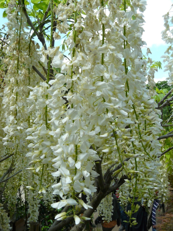  - Wisteria floribunda Longissima Alba - 