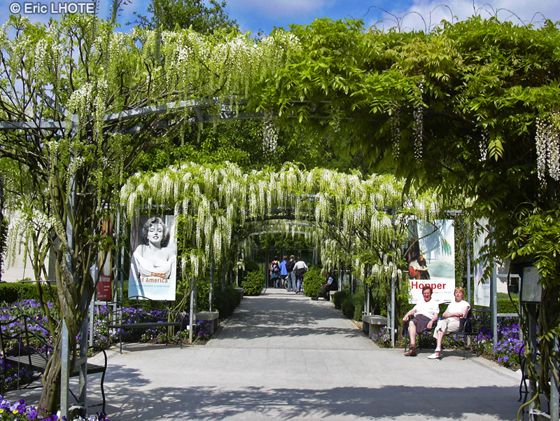 Fabaceae - Wisteria floribunda Longissima Alba - Glycine blanche du Japon