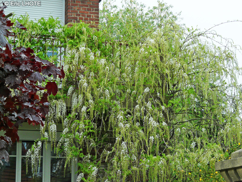 Fabaceae - Wisteria sinensis Alba - Glycine de Chine blanche