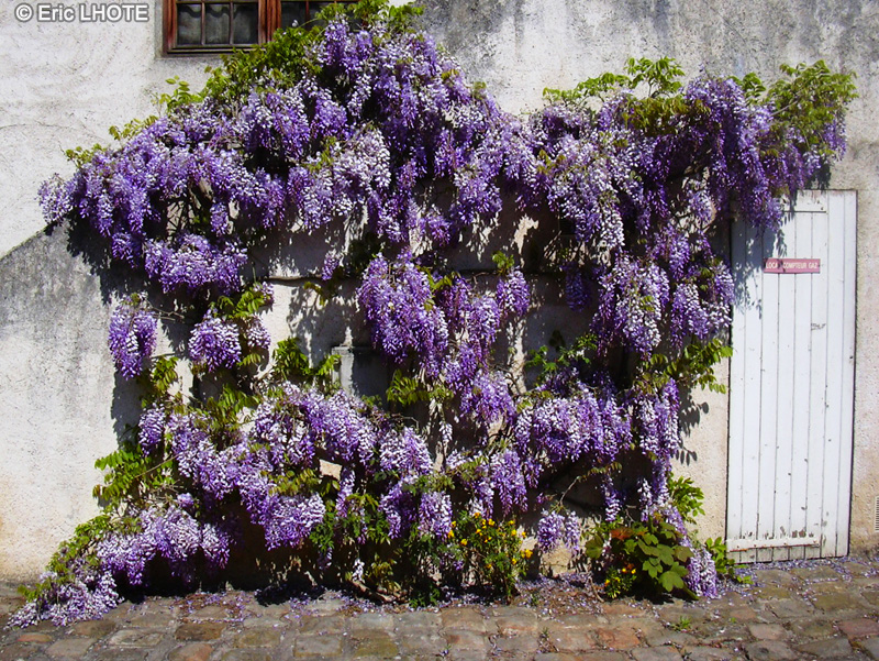 Fabaceae - Wisteria sinensis - Glycine de Chine