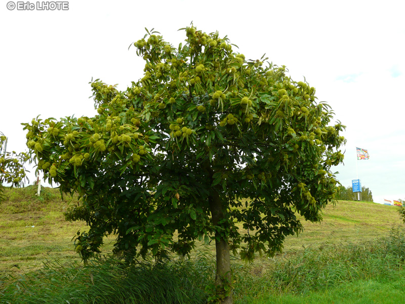  - Castanea sativa - 