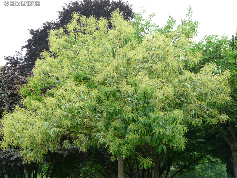 Fagaceae - Castanea sativa Variegata - Châtaignier panaché