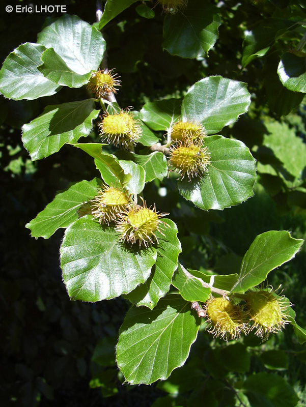  - Fagus sylvatica - 