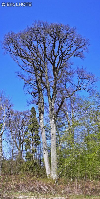  - Fagus sylvatica - 