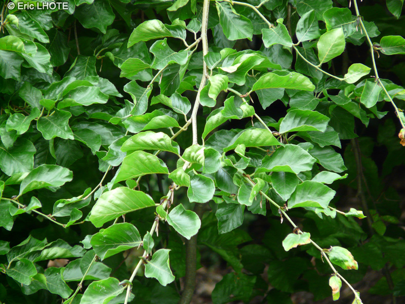  - Fagus sylvatica Pendula - 