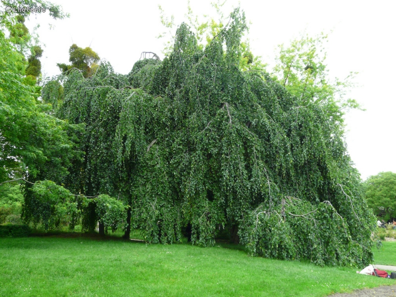  - Fagus sylvatica Pendula - 