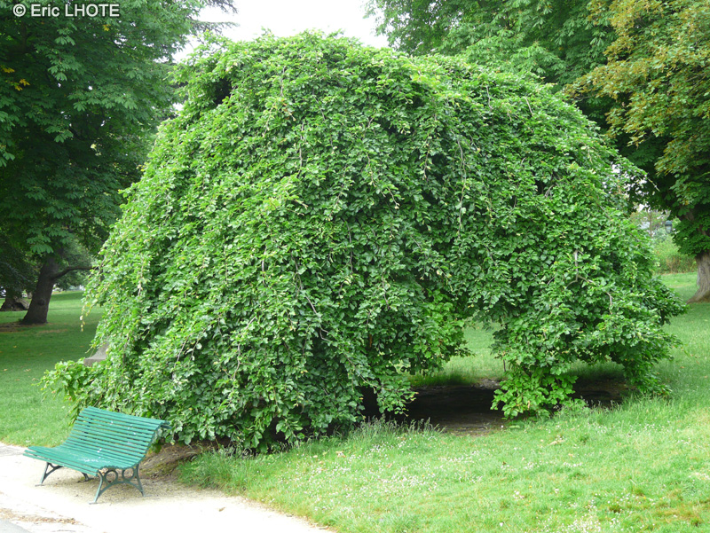 Fagaceae - Fagus sylvatica Pendula - H&ecirc;tre pleureur