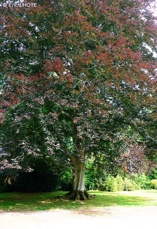  - Fagus sylvatica purpurea - 
