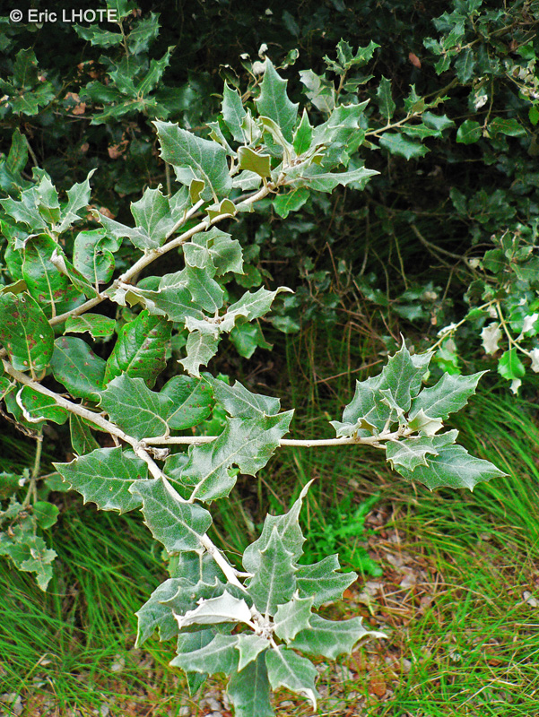  - Quercus ilex - 