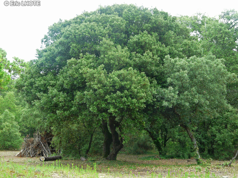  - Quercus ilex - 