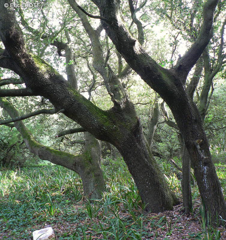  - Quercus ilex - 