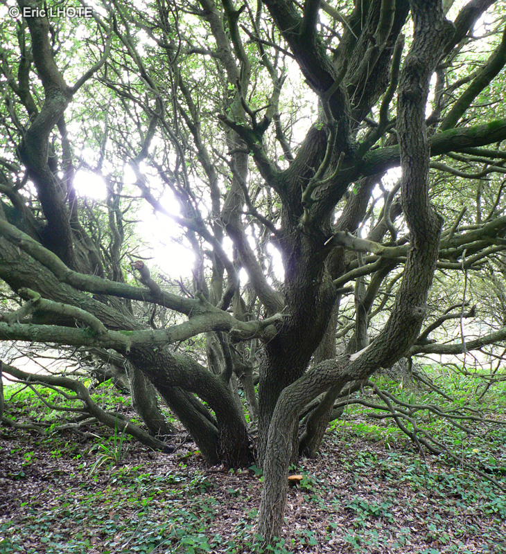  - Quercus ilex - 