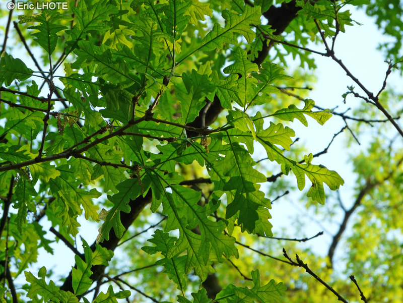 - Quercus macrocarpa - 