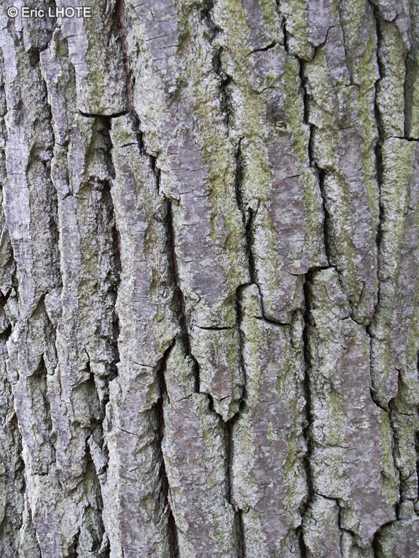  - Quercus robur - 