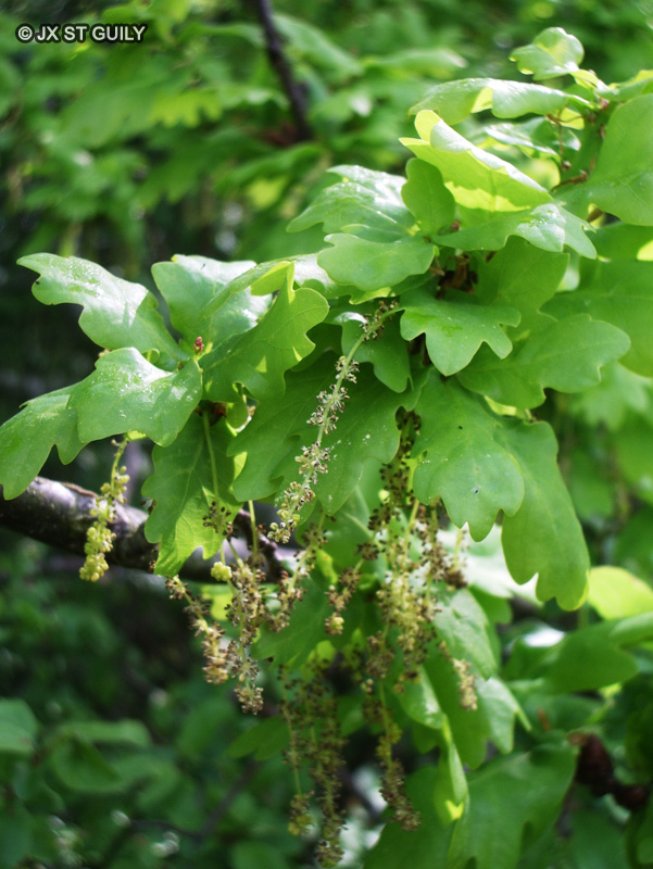 - Quercus robur - 
