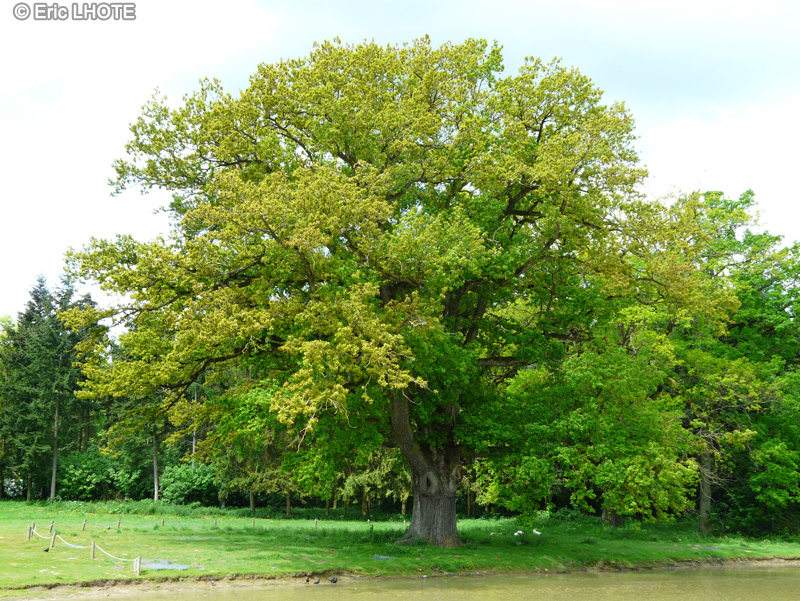  - Quercus robur - 