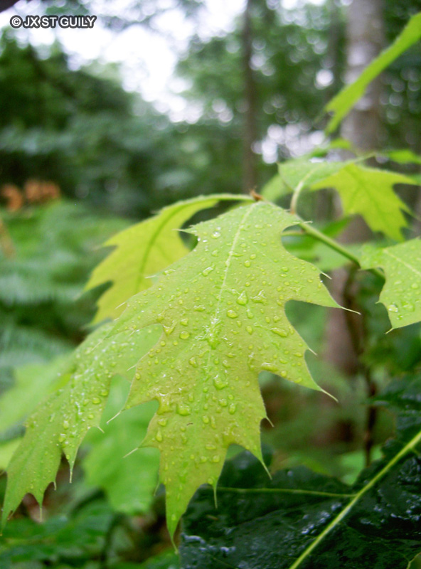 Fagaceae - Quercus rubra - Chêne rouge d’Amérique