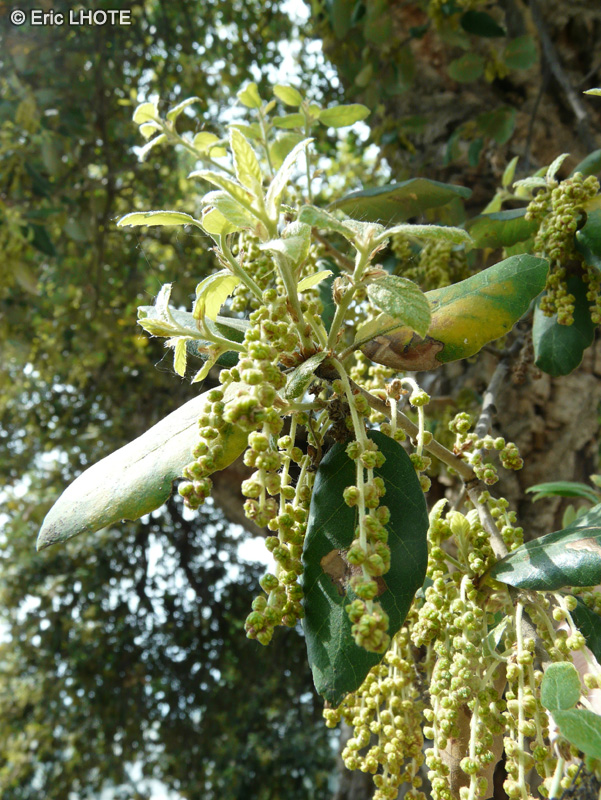  - Quercus suber - 