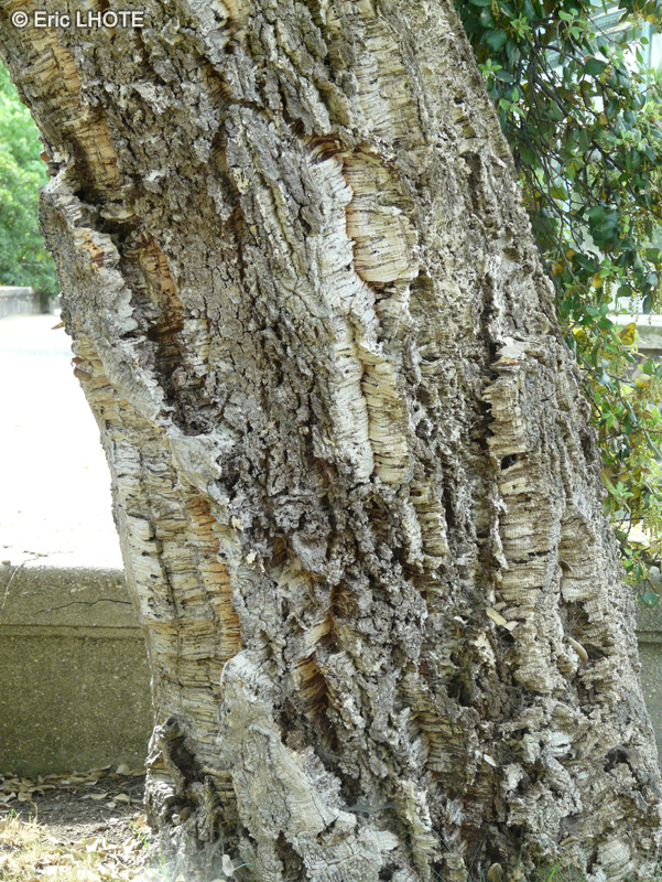  - Quercus suber - 