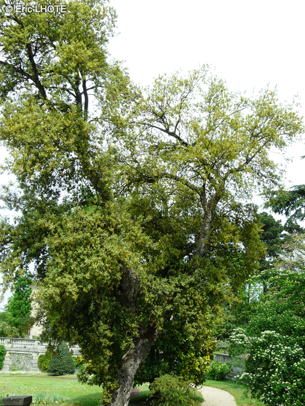  - Quercus suber - 