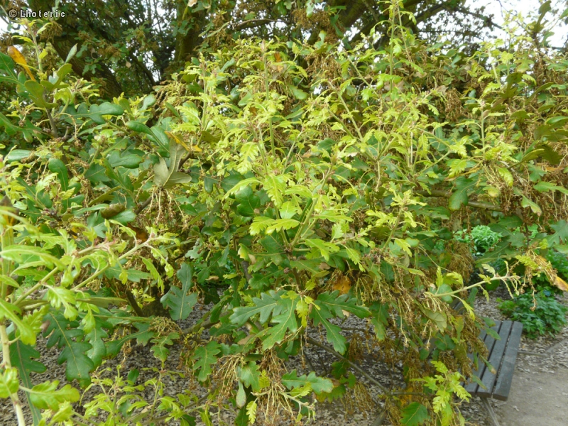  - Quercus x hispanica Lucombeana - 