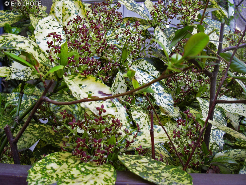  - Aucuba japonica - 