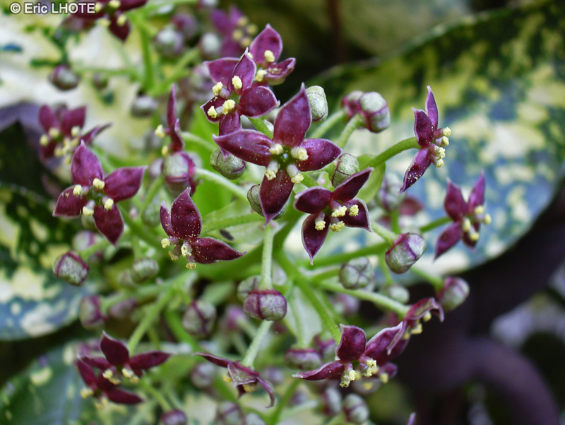 Garryaceae - Aucuba japonica - Aucuba du Japon