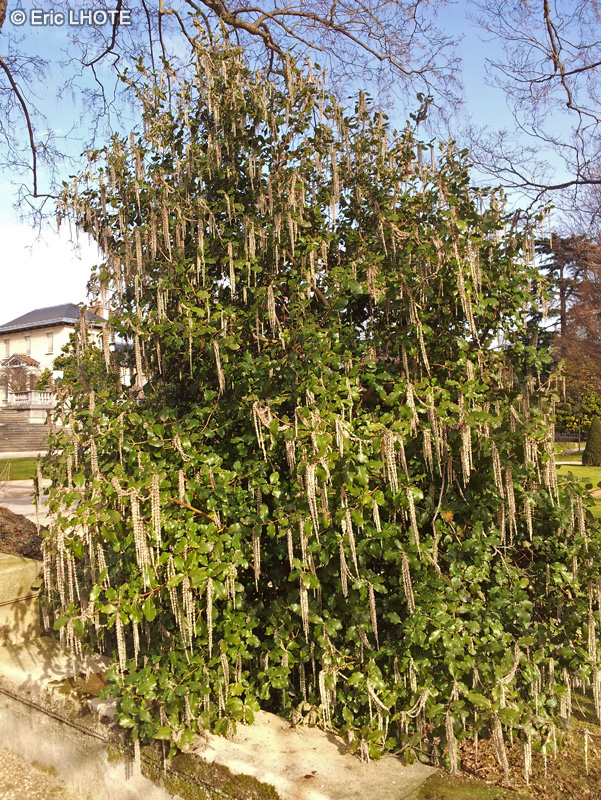  - Garrya elliptica - 