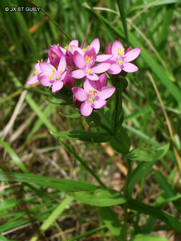 Gentianaceae - Centaurium erythraea - Petite centaur&eacute;e commune, Centaur&eacute;e