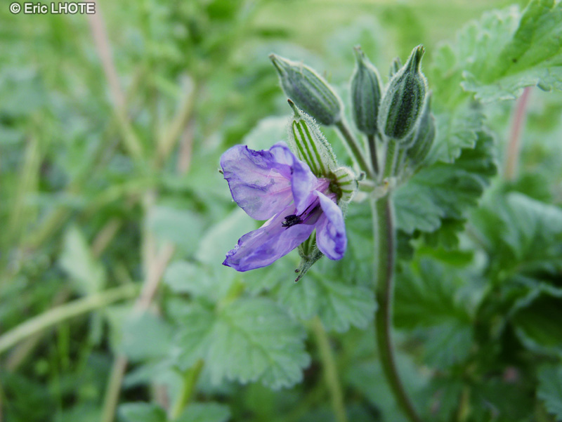  - Erodium botrys - 
