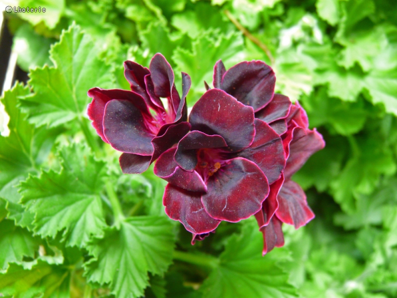 Geraniaceae - Geranium Lord Bute  - Géranium