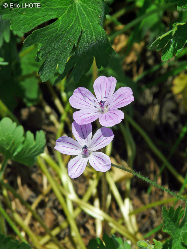  - Geranium albanum - 