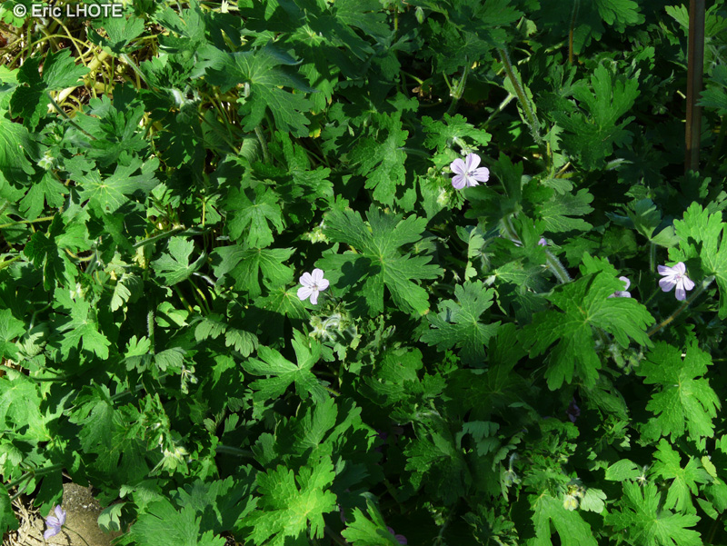 Geraniaceae - Geranium albanum - G&eacute;ranium albanum