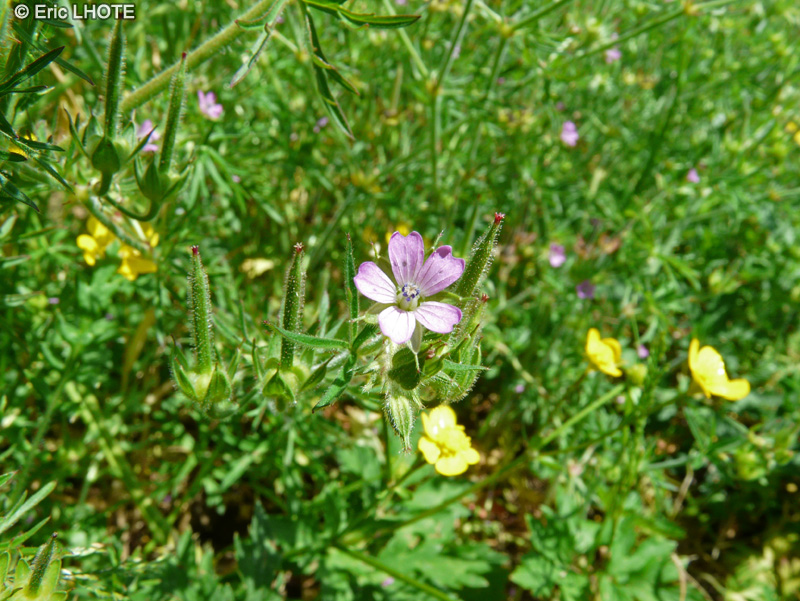  - Geranium dissectum - 
