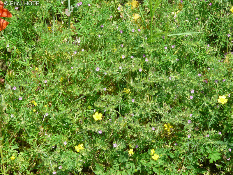 Geraniaceae - Geranium dissectum - Géranium découpé