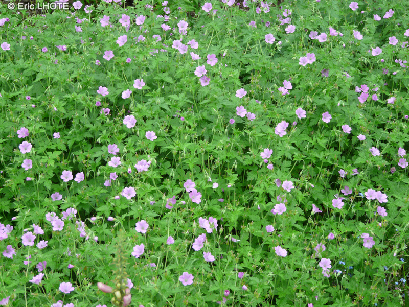  - Geranium endressii - 