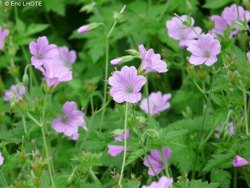 Geraniaceae - Geranium endressii - G&eacute;ranium d&rsquo;Endress