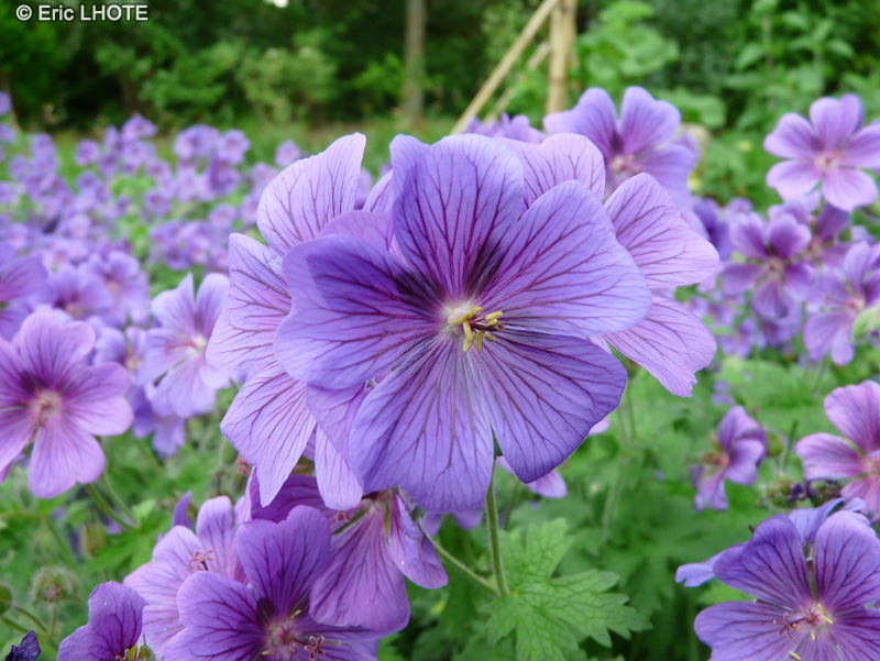  - Geranium himalayense, Geranium grandiflorum - 