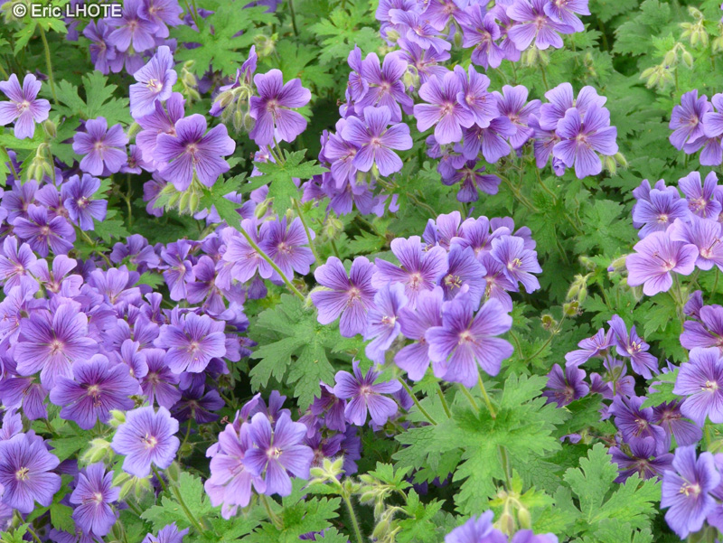  - Geranium himalayense, Geranium grandiflorum - 