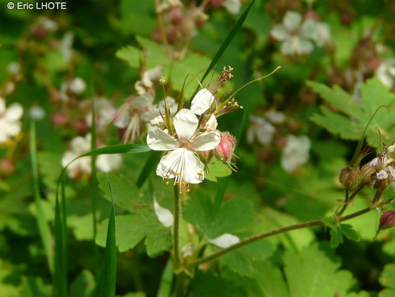  - Geranium macrorrhizum - 