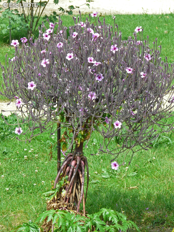  - Geranium maderense - 